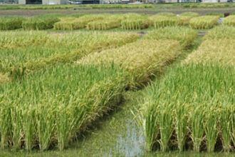 تصدر مصر عالميا في إنتاج الأرز في بحوث المحاصيل الحقلية - بوابة البلد