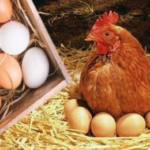 تراجع بنسبة ٣٠٪ في أسعار البيض وتتوقع الشعبة انخفاضًا جديدًا - بوابة البلد
